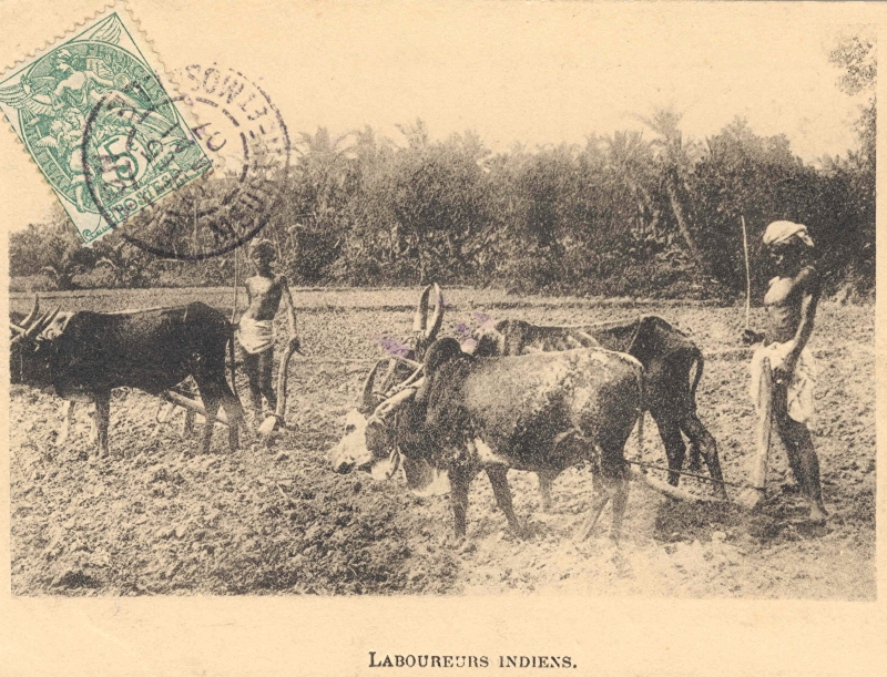 13-01 - Inde - laboureurs